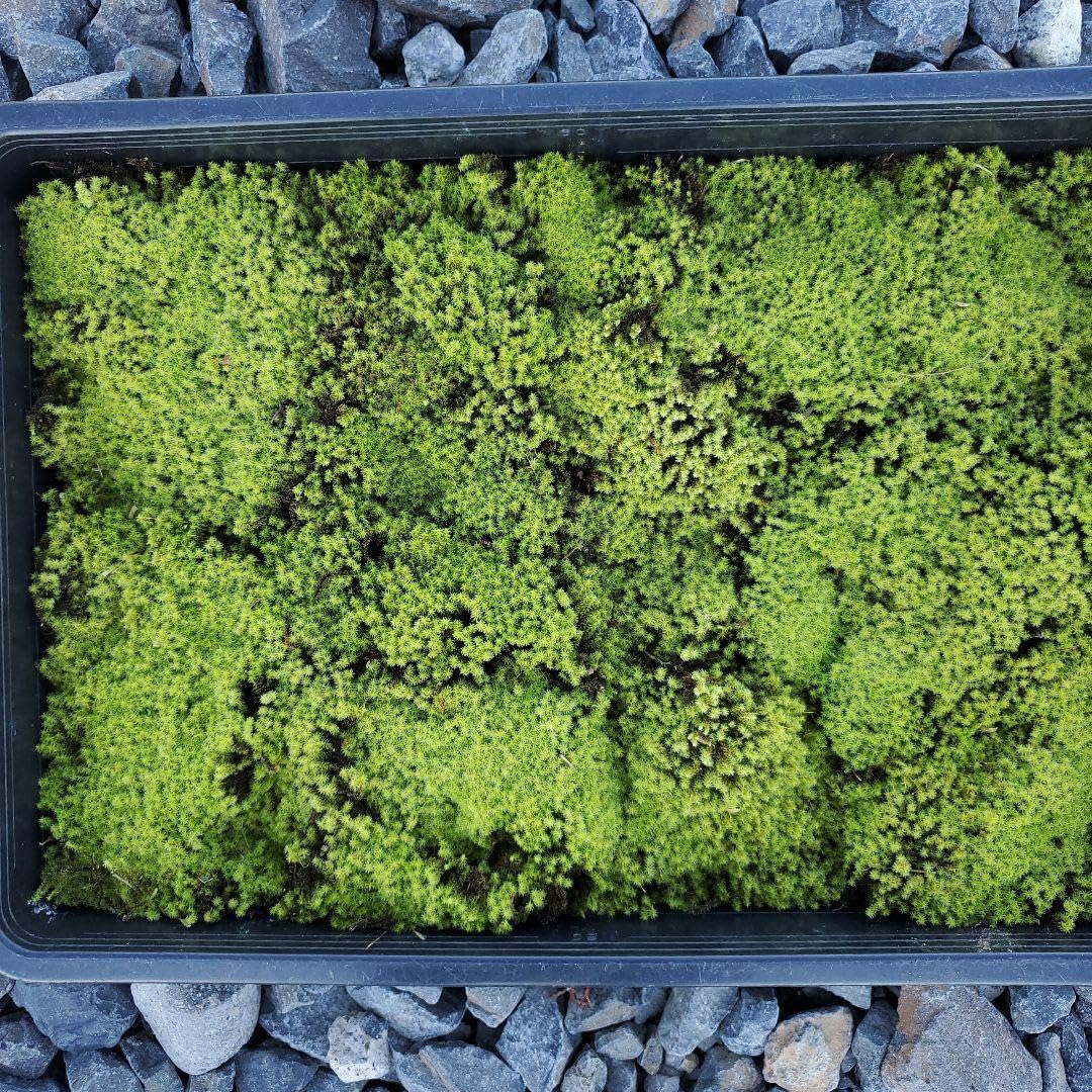 スナゴケ　100トレー　最安値　大容量　すな苔 スナゴケ 100トレー 最安値 大容量 すな苔